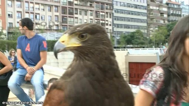 Águilas para ahuyentar palomas del Guggenheim
