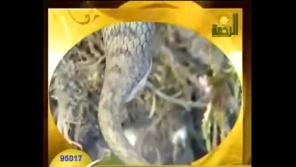 افلام #وثائقية من عجائب خلق الله الأنكوندا Anaconda