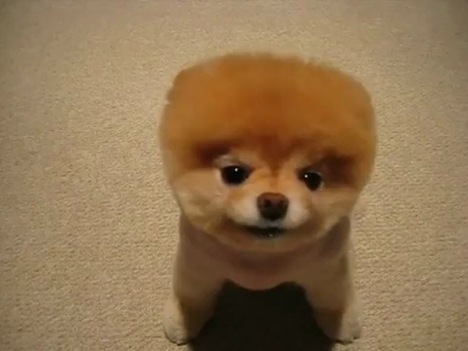 Boo le chien le plus mignon du monde