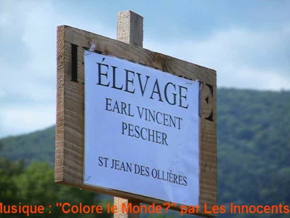 Elevage Salers VINCENT PESCHER, Concours 2014, Saint Diery, Auvergne