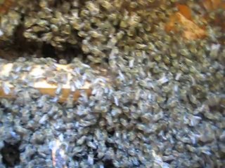 Yalova da geç gelen oğul