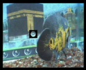 Name of Allah And Prophet Muhammad SAWW on Fish