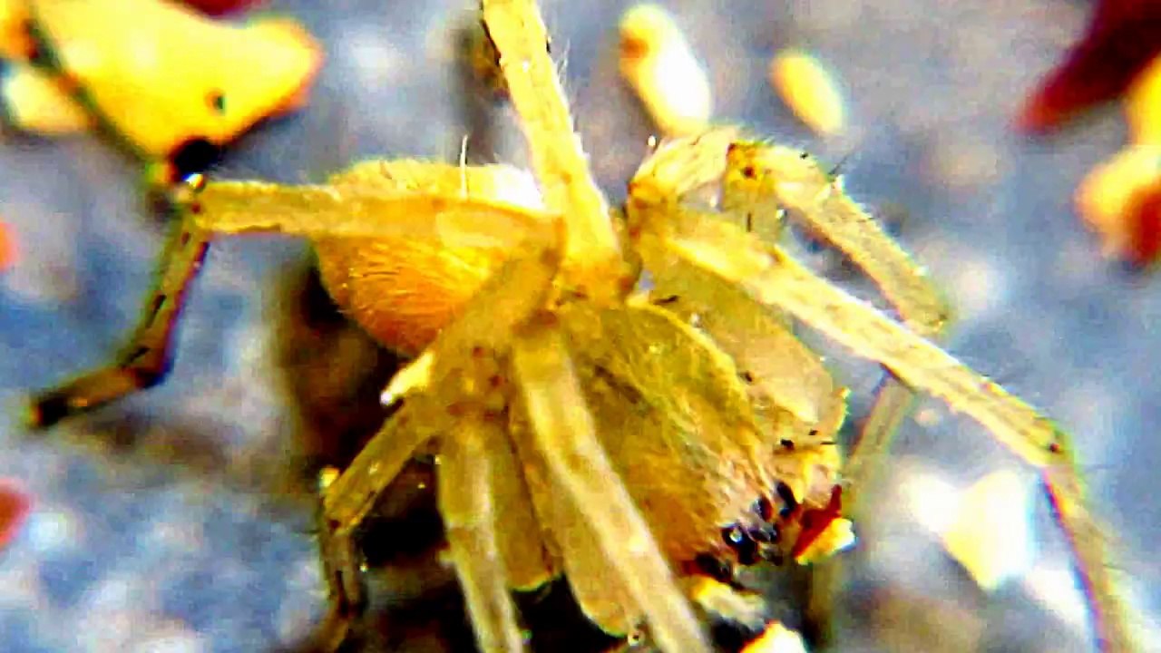 Big Spider Attack Daddy.Scary