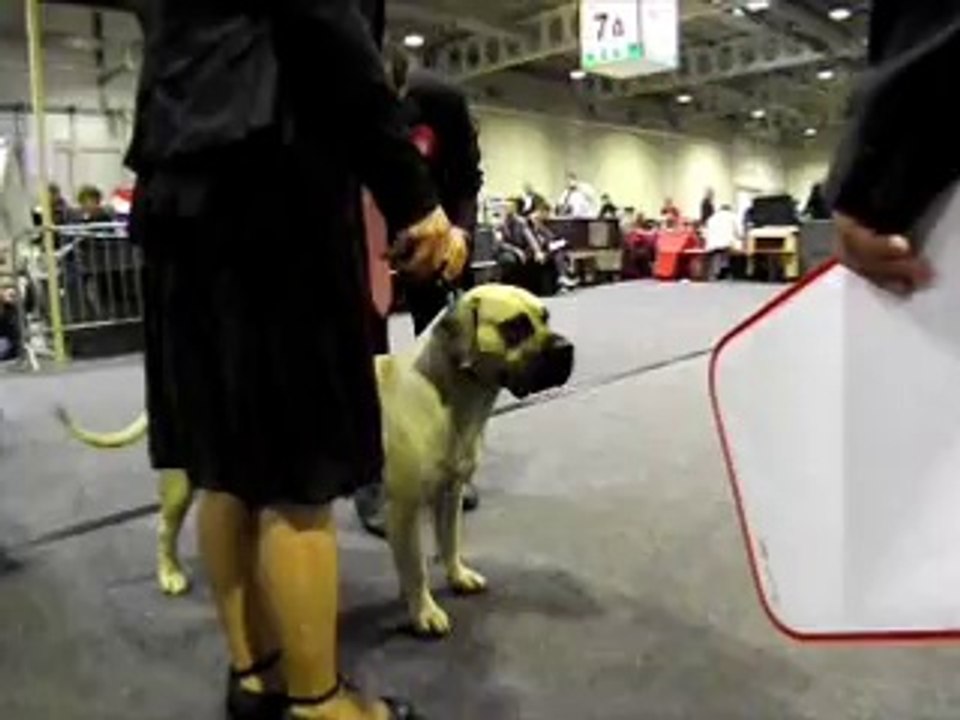 89 th International Dog Show luxembourg 2014 Dogo canario intermédiaire femelle