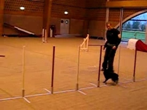 Concours Agility - Pauline et Elwin