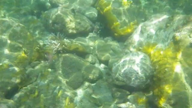 poissons à Grande anse d'Arlet ,Martinique