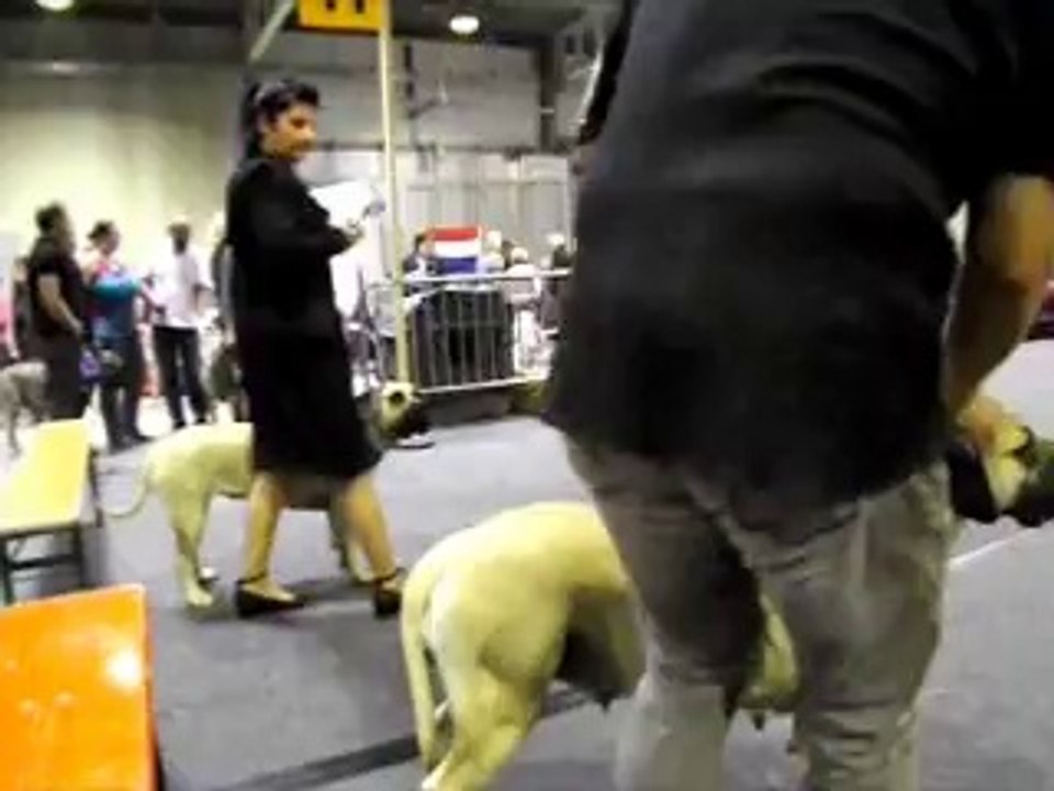 89 th International Dog Show luxembourg 2014 Dogo canario MEILLEURE FEMELLE CACIB BEST OPPOSITE SEX