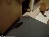 Azimli Fare Kediye Saldırıyor