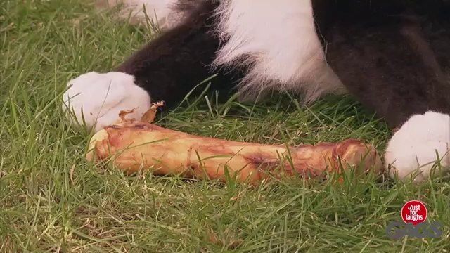 Caméra cachée : un chien en peluche se mesure à ses homologues de chair et d'os !