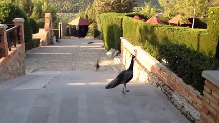 Cerro de los Tres Juanes (3)