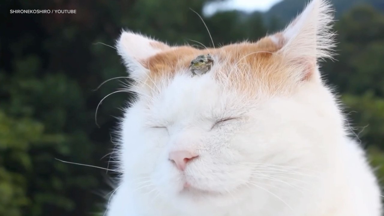 Viral Video Recap: Frog Friends and Powered Exoskeletons