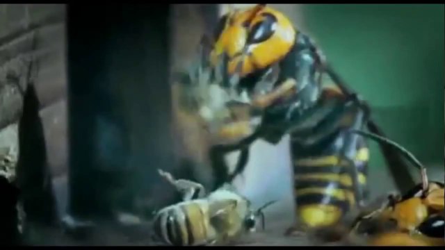 Frelons asiatiques vs abeilles européenn