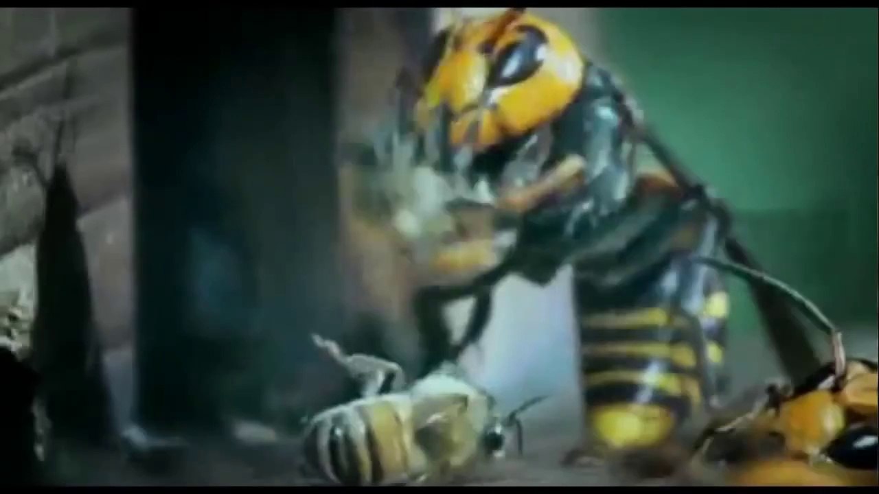 Frelons asiatiques vs abeilles européenn