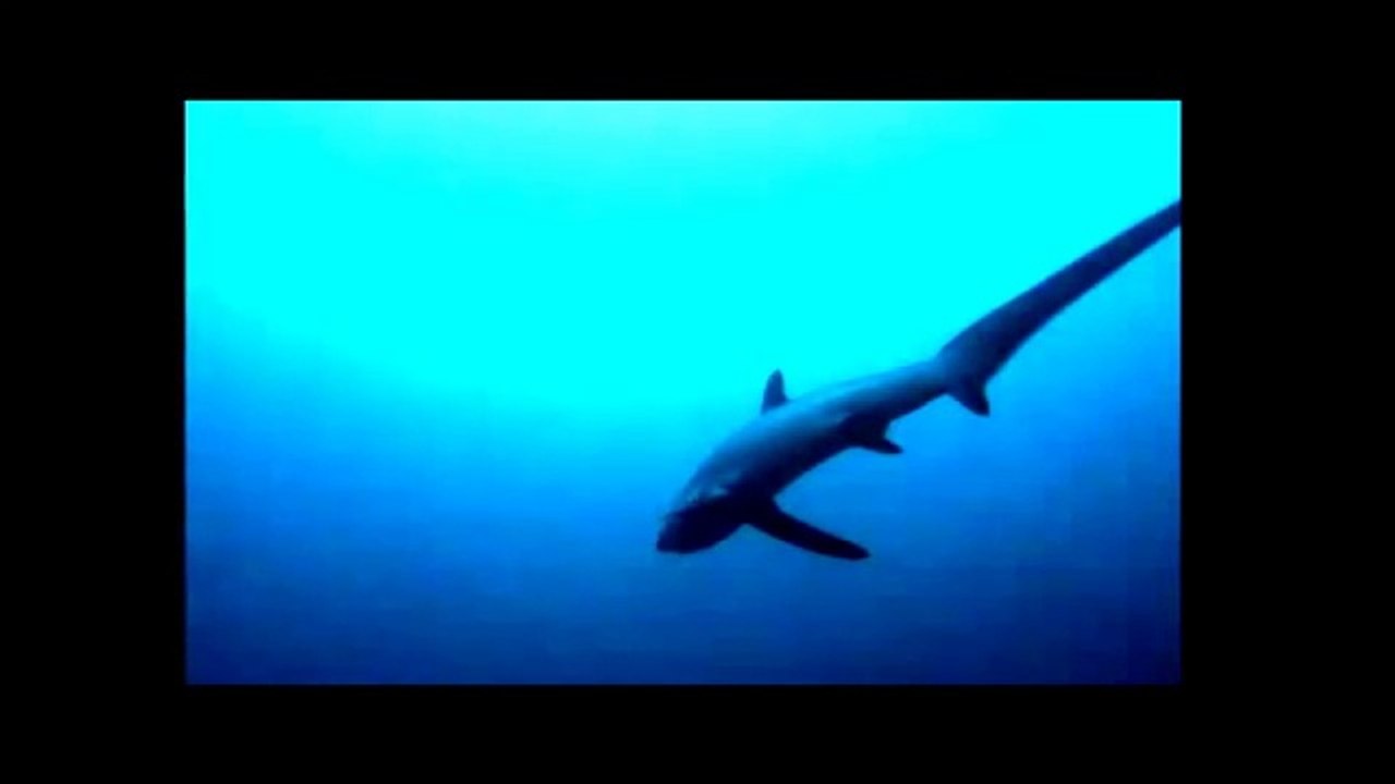 THRESHER SHARKS KILLS PREY BY WHIPPING video Dailymotion