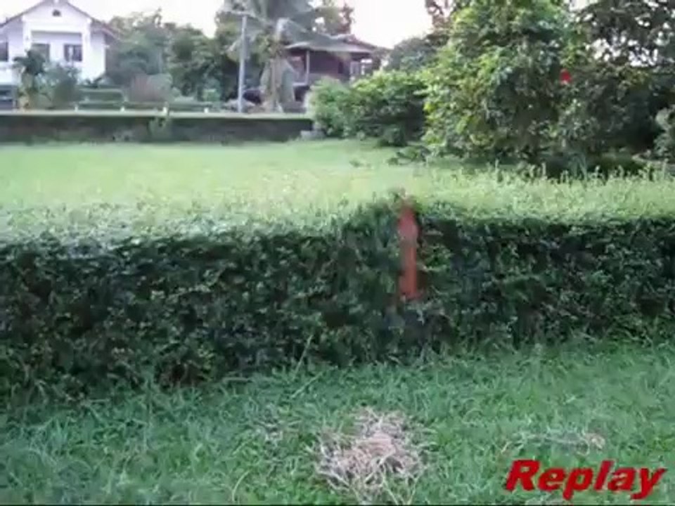 Chien stoppé net par une haie