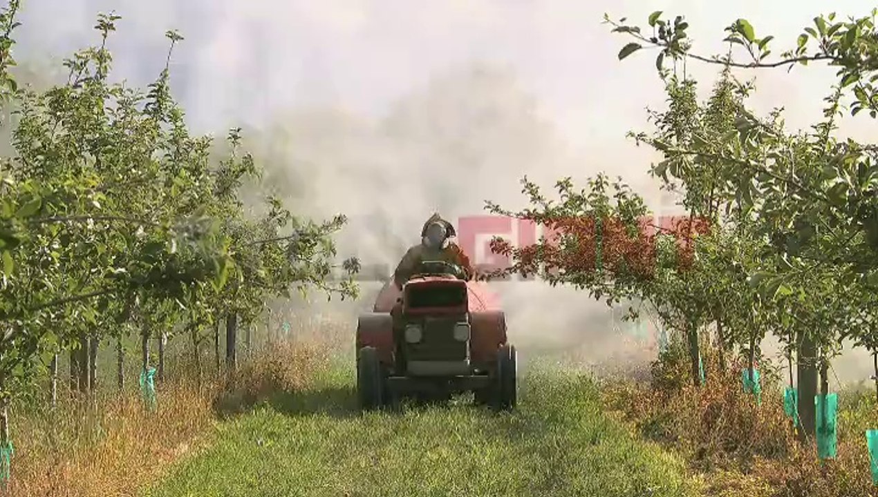 Spraying Pesticides in an Orchard Stock Footage - www.stockgiant.net