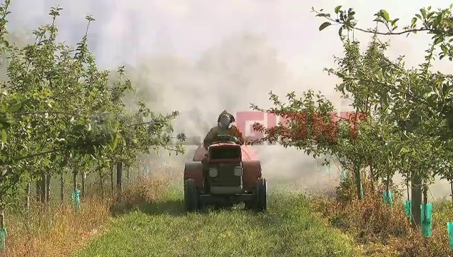 Spraying Pesticides in an Orchard Stock Footage - stockgiant.net