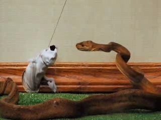 Ail! Jackass a ne pas faire chez vous!!