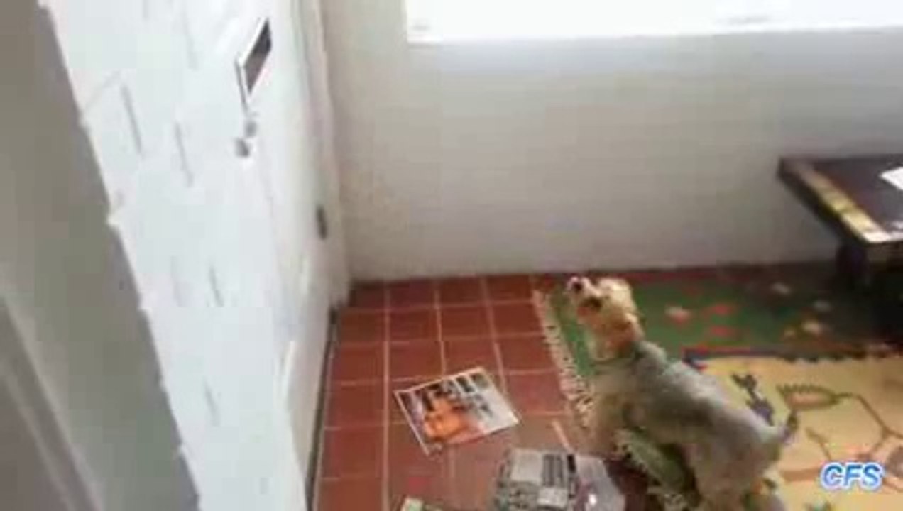 Dogs Really Hate Mail Compilation