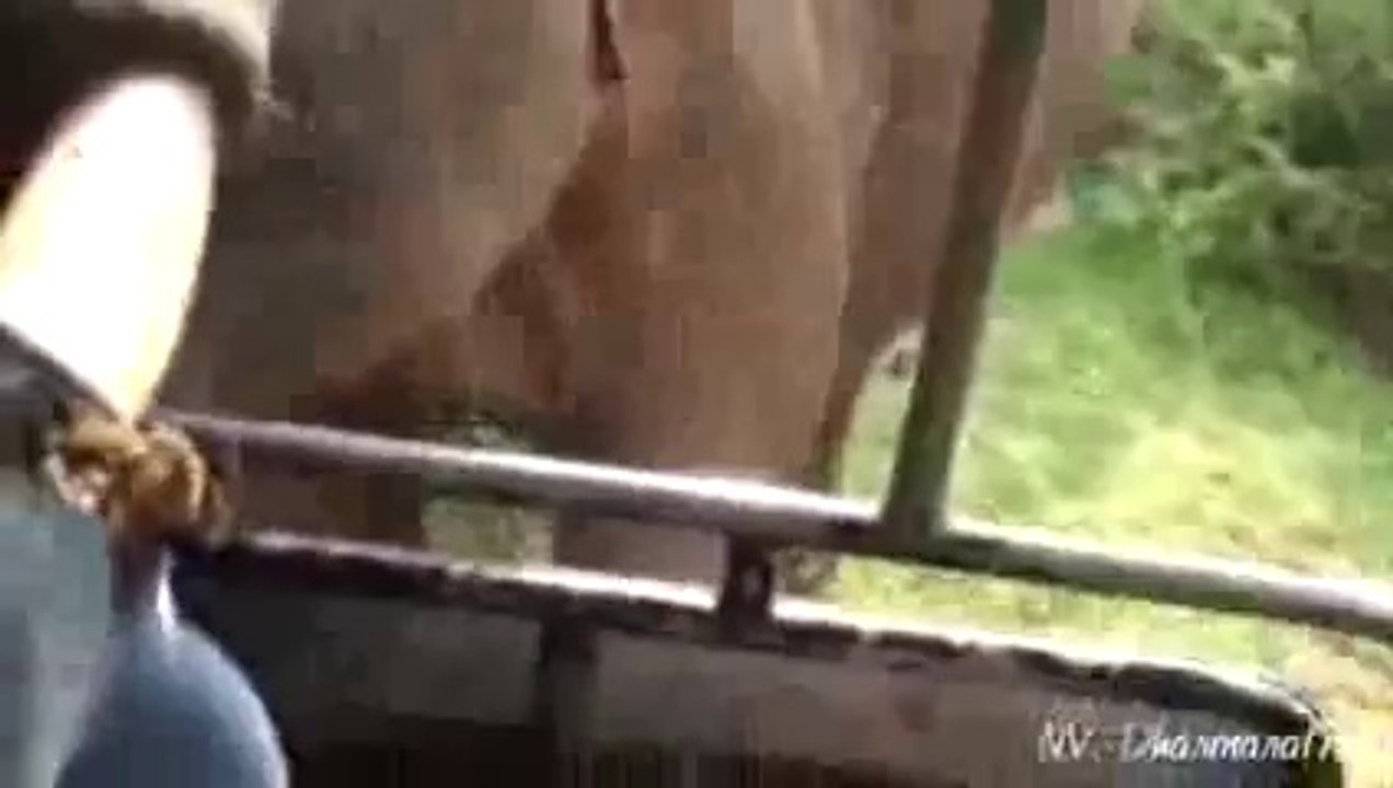 Elephant Attack at Yala National Park Sri Lanka (Gemunu)