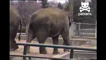Elephant plays a friendly game of catch