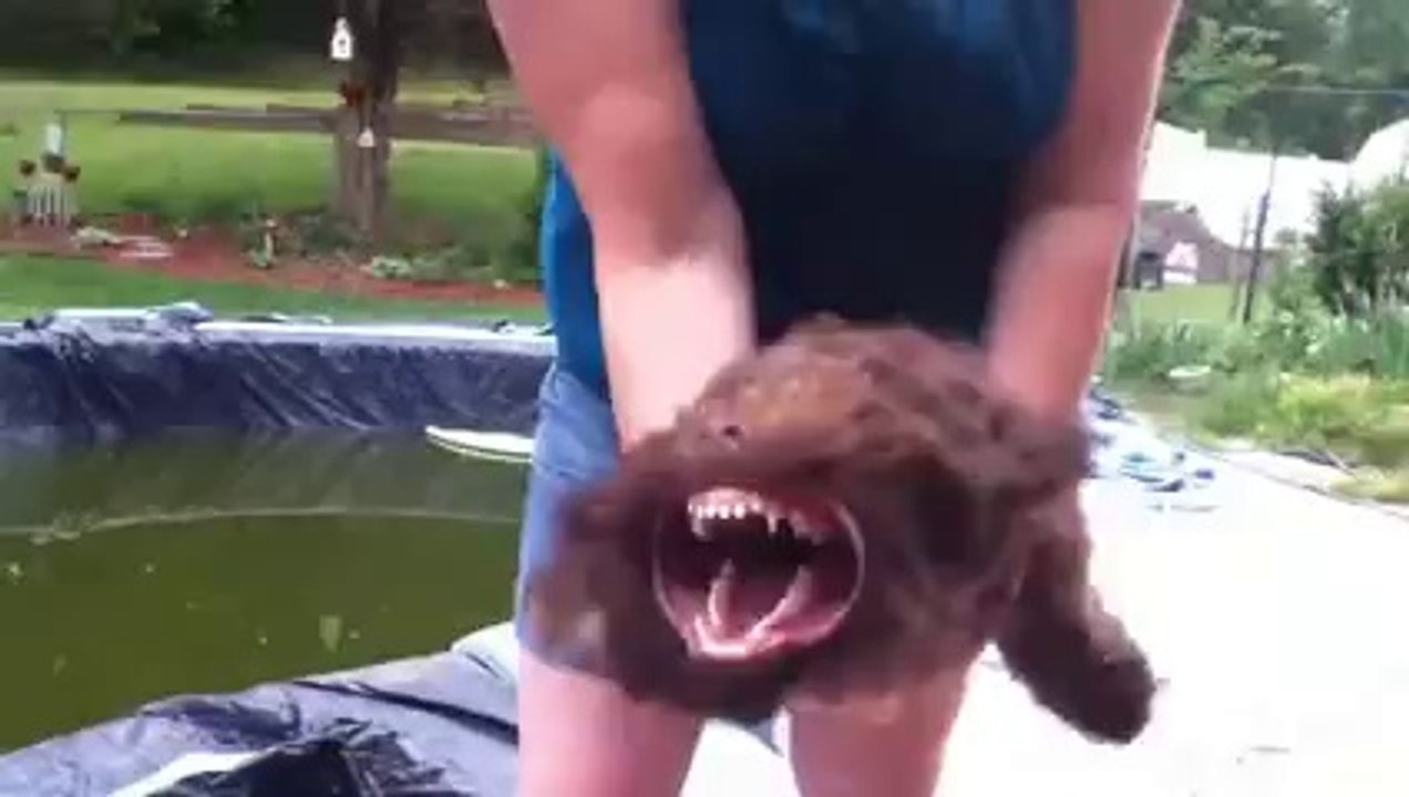 Funny Leaf Blower Dog