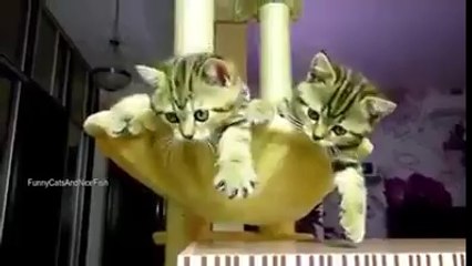 Bunlar çok sevimli ama