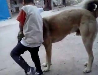 Çocukla kangal köpeğinin oyunu