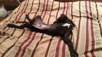 Great Dane puppy at 3.30am Talking