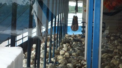 Perou- En direction d'Iquitos dans la bateau de la mort