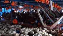 Perou- En direction d'Iquitos avec les 3 000 poules dans le bateau de la mort!