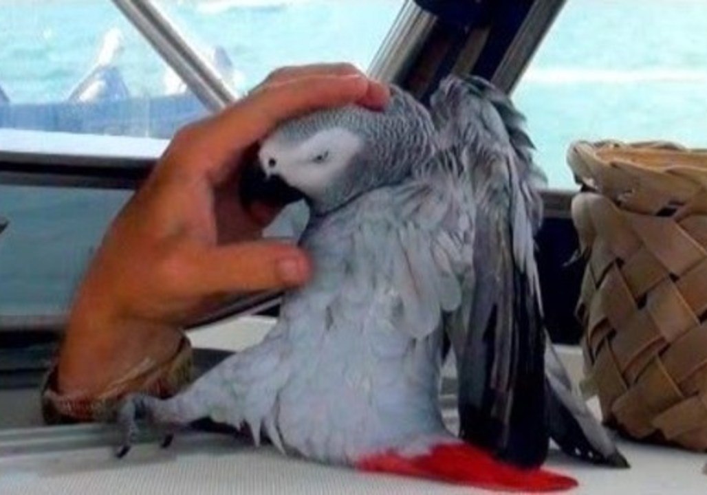 Lucky Parrot Enjoys Life on the Seas