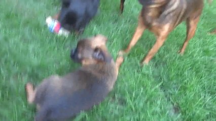 Petits Brabançons en folie...