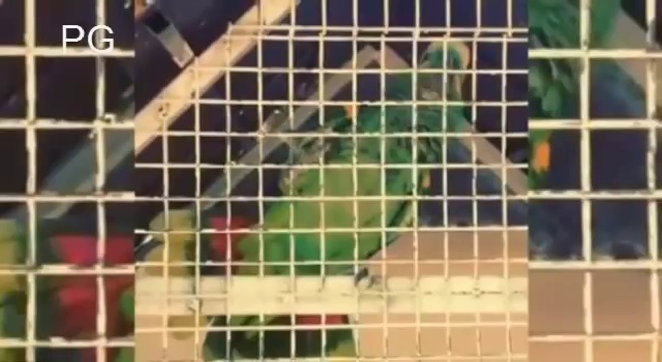 Le perroquet de Falcao qui chante ses buts