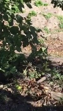 ПИК ТВ! Мишки нападнаха София - част 1