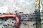 Des fourmis tractent un mille-pattes pour le dévorer