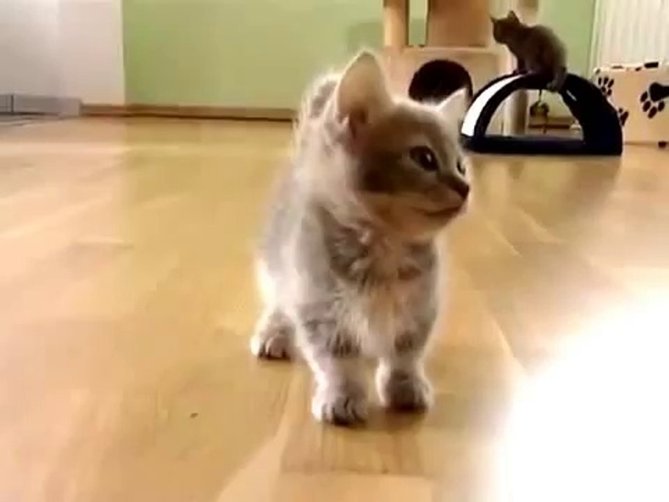 ▶ Chaton bavard, il cause et cause