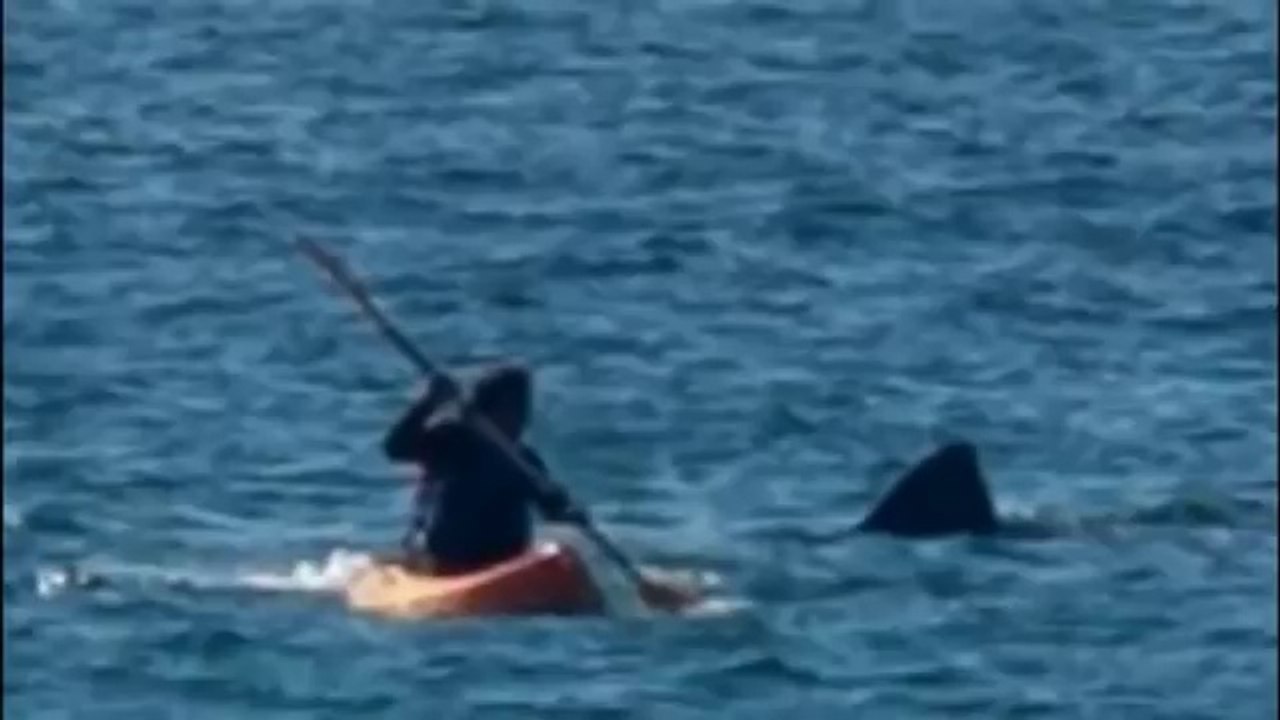 ▶ Surpris par un Requin immense pendant la baignade