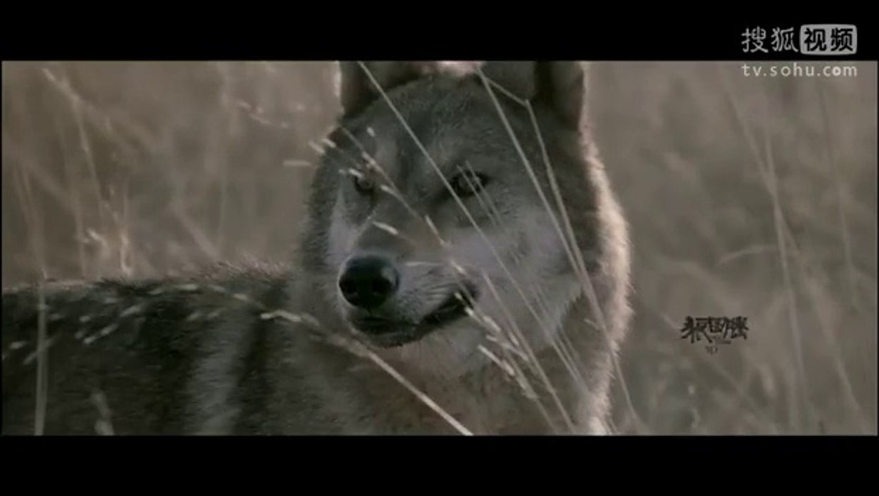 WOLF TOTEM (Le Dernier Loup) - Bande-Annonce Teaser [VO|HD]
