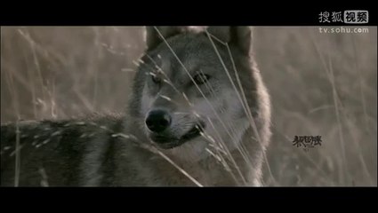 WOLF TOTEM (Le Dernier Loup) - Bande-Annonce Teaser [VO|HD]