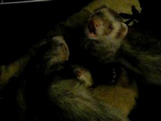 fufus dodo