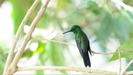 Green crowned Brilliant (Heliodoxa jacula) - male