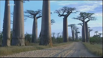 Le Baobab geant de la savane (Documentaire)