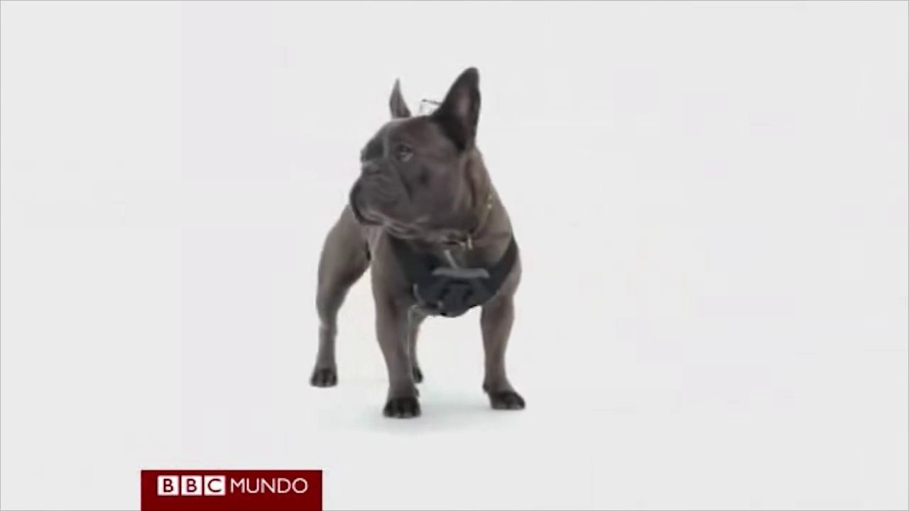 ¿Cómo ven el mundo los perros?