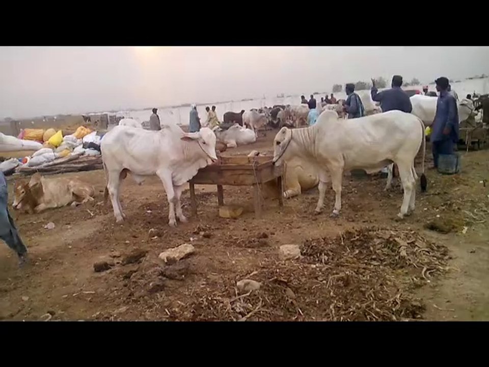 Mandi 2014
