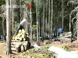 Log throwing fail - Fails World