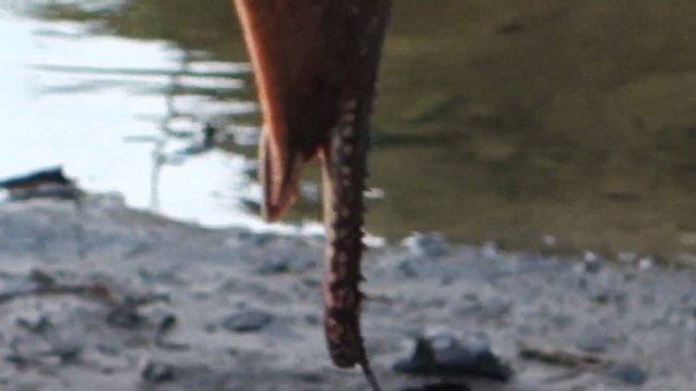 Perou- Lagunas: Une raie mortelle à la réserve Pacaya-Samiria