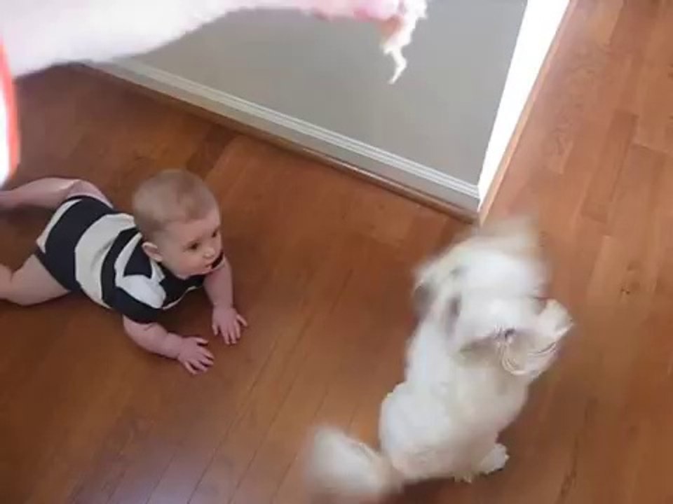 Dancing Dog And Laughing Baby