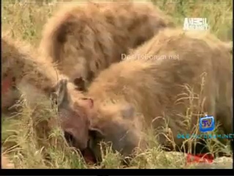 Fooled By Nature 1st September 2014 Video Watch Online Pt1
