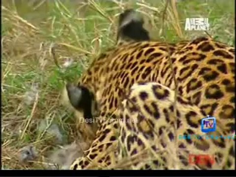 Fooled By Nature 1st September 2014 Video Watch Online Pt3